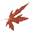 yet another falling leaf!