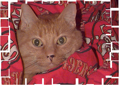 All wrapped up in my favorite 49'ers blanket!