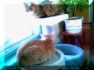 Taken from the Cat Family Kitty Condo Webcam - see the sign in the background that says HI Spotmeister? Click on this pic to go to their site!