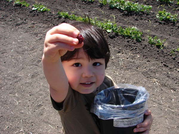 Them fingers were made for picking Olallieberries! Photo