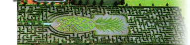 Dole Pineapple factory and the worlds largest
maze