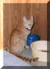 I'm Rusty and I'm part Egyptian Mau
