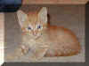 Rusty 08/1999