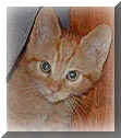 Baby Rusty - Sept 1999