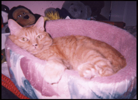 Relaxing in my favorite bed
