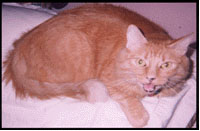 meow - meow - meow